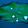 梅雨の蓮(^^)