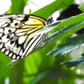 夏休み中の生物園～xvii