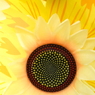 夏のアイドル　き組の花