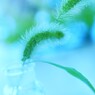夏草