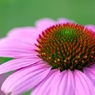 Echinacea