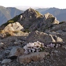 北岳山頂に咲いてたタカネビランジ