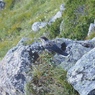 よく見かけた鳥、星鴉。何か食べてる。