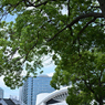 みなとみらい散策_20240814_20