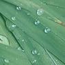 細い葉の雨の雫（8月5日）