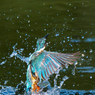 splash！
