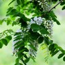 偽アカシアの花