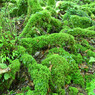 苔むす樹木の根