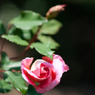 薔薇