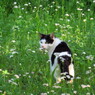 花と猫