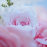 DSCF4364