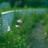 写真句：夏がゆく３