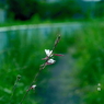 写真句：夏がゆく４