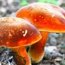 赤城自然園～⑳