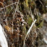 苔の胞子を撮ってみた。どれにピントがあってるのか？