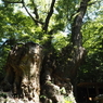 来宮の大楠