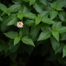 lantana