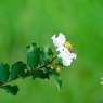 写真句：百日紅１：白花
