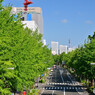 新緑の山下公園通り