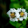 写真句： 百日紅３：白花２
