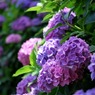 紫陽花