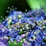 かまきり