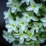 紫陽花
