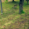 草刈り後の児童公園②