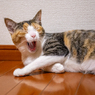 控えめあくび。