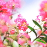 あけぼの山農業公園