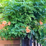 晩夏の花