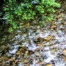 暗門川　冷たそう
