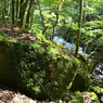 苔むす渓流