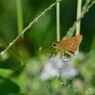 ニラの花にイチモンジセセリ　　　DSC_1407