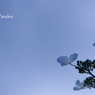 Hydrangea #1
