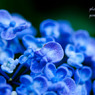 Hydrangea #5
