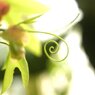 大英植物園にて。