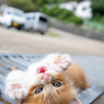 遊ぼ
