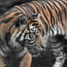上野動物園