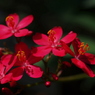 小さく赤い花