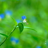 写真句：露草