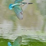  カワセミさんの飛翔