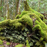苔むす溶岩