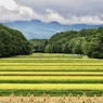 収穫の時を迎えて（修正後）