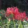 縮れた花弁