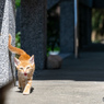 おにゃっと登場