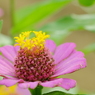 DSCF5240　夏の面影