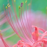 DSCF5139　控えめな主張