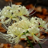 DSCF5105　彼岸花