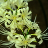 DSCF5109　曼珠沙華